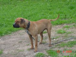 Photo of the dog