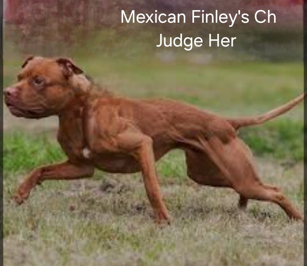 Photo of the dog