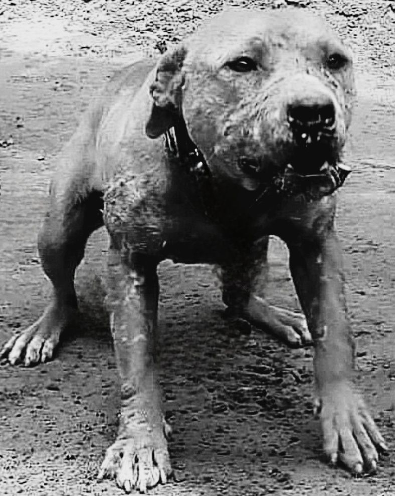 Photo of the dog