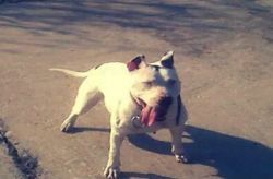Photo of the dog