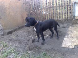 Photo of the dog