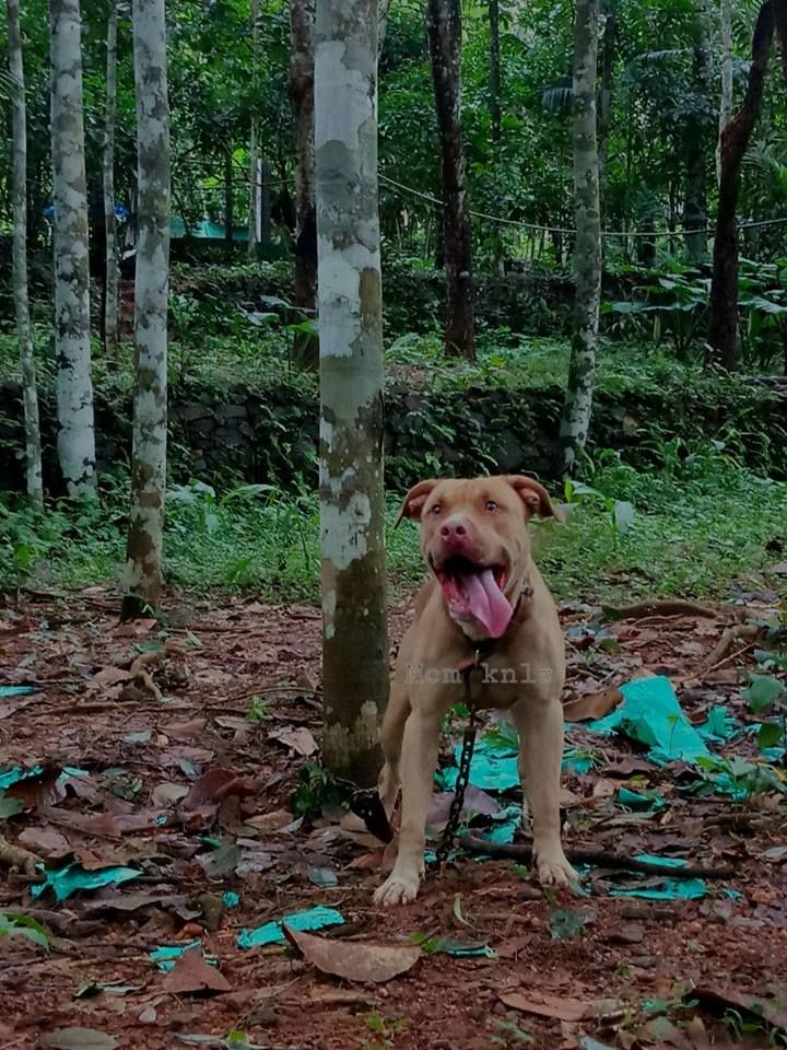 Photo of the dog