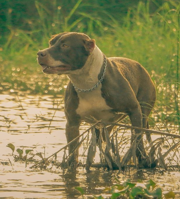 Photo of the dog