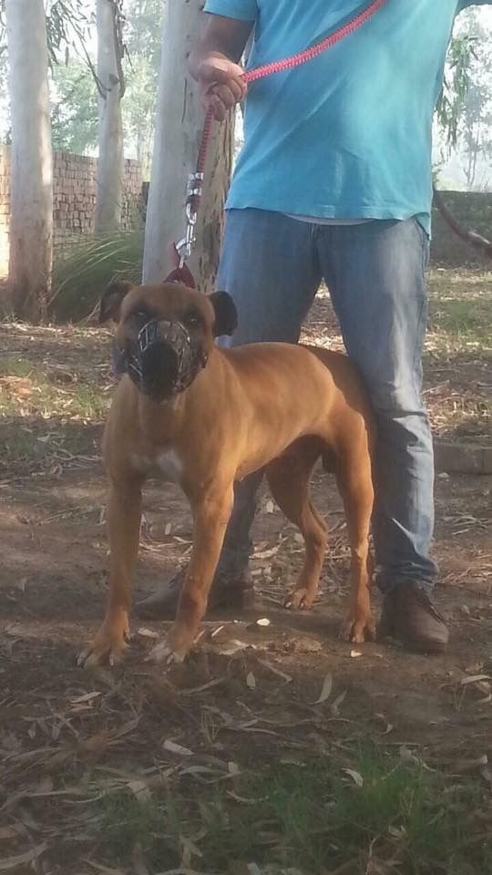 Photo of the dog