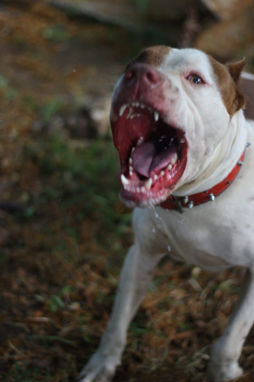 Photo of the dog