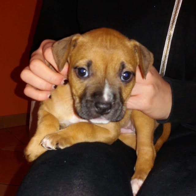 Photo of the dog