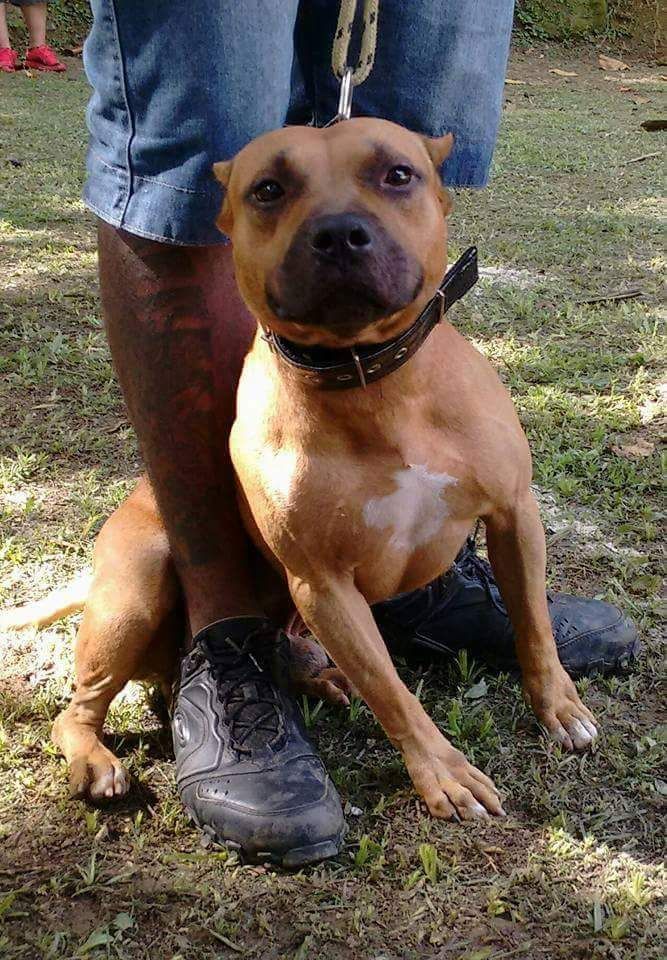 Photo of the dog