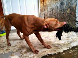 Photo of the dog
