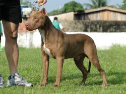 Photo of the dog