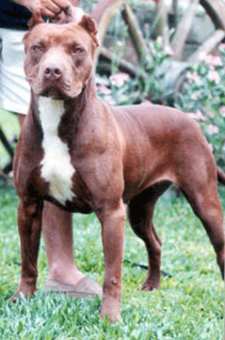Photo of the dog