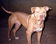 Photo of the dog