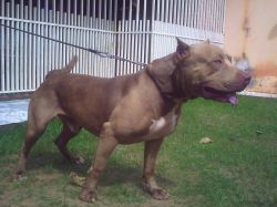 Photo of the dog