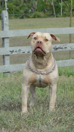 Photo of the dog
