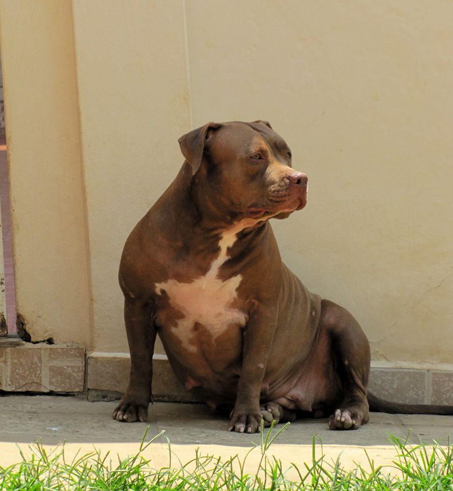 Photo of the dog