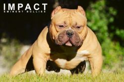 Photo of the dog