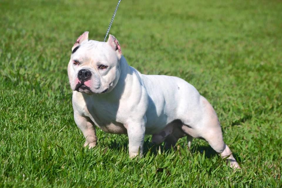 Photo of the dog