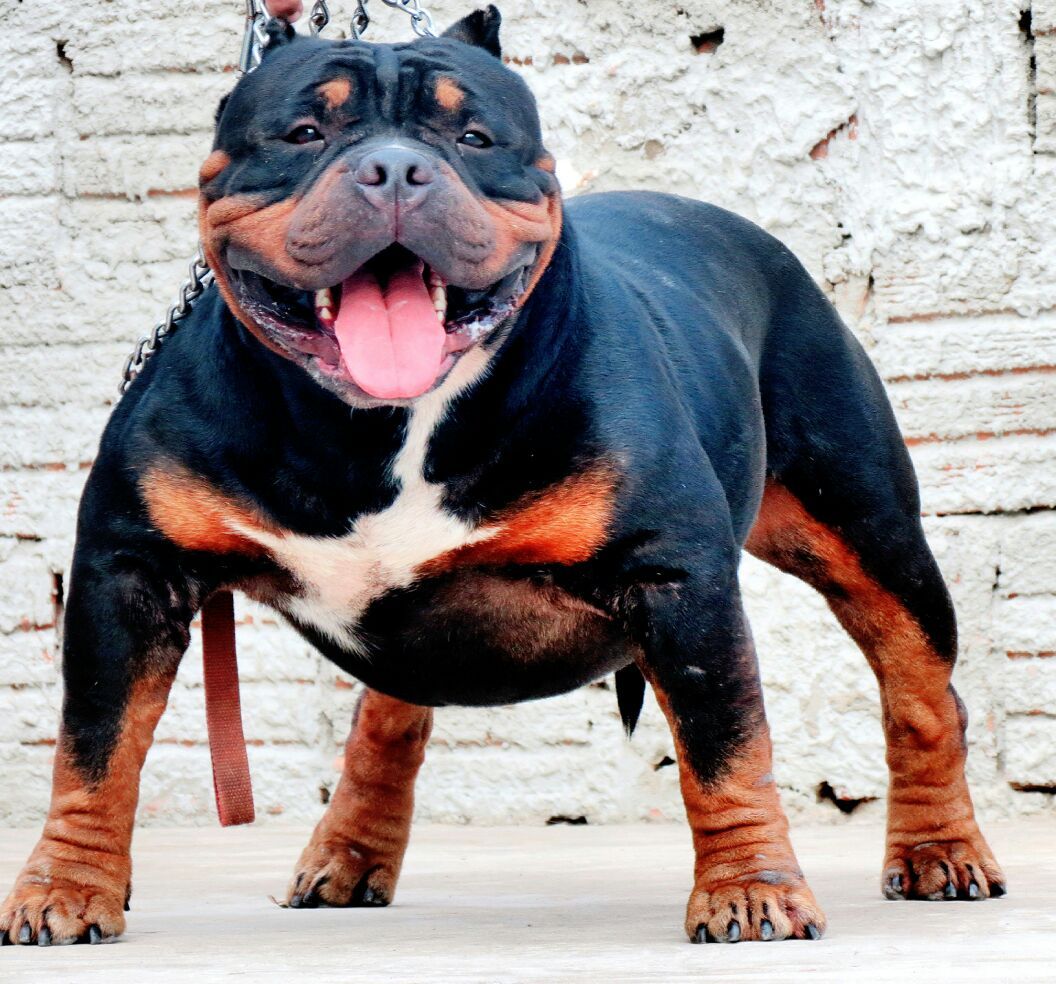 Photo of the dog