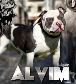 Photo of the dog