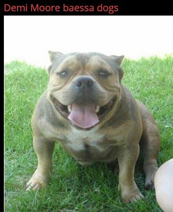 Photo of the dog