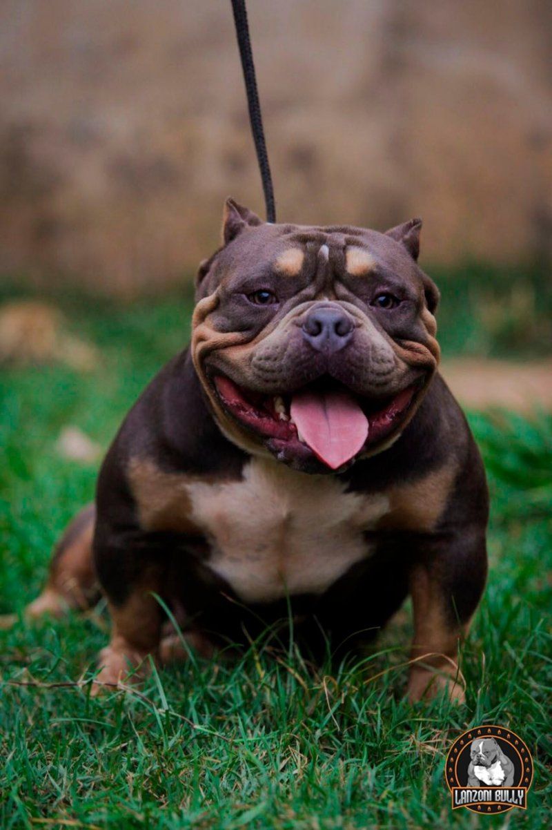 Photo of the dog