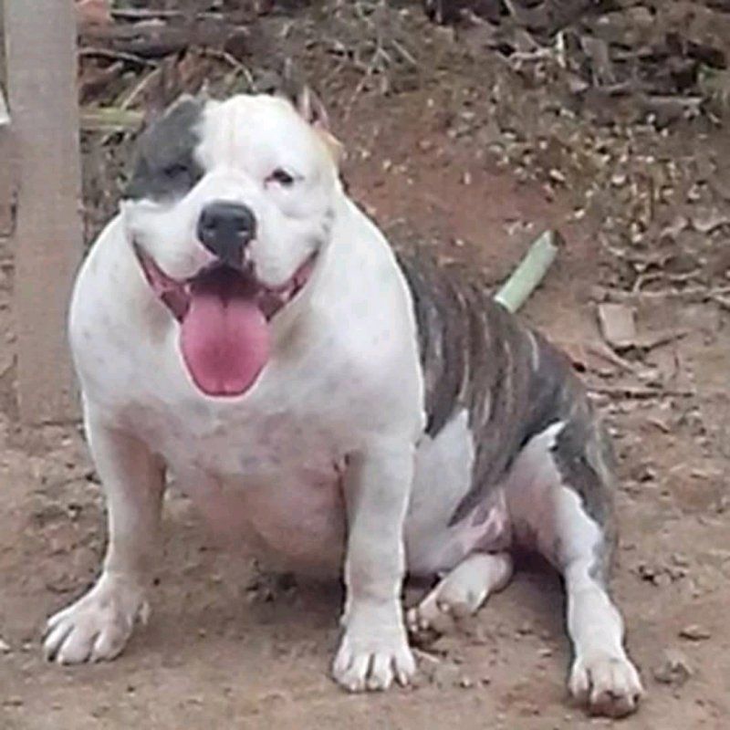 Photo of the dog