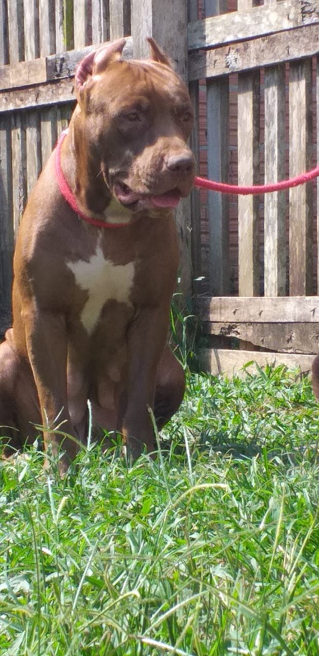Photo of the dog