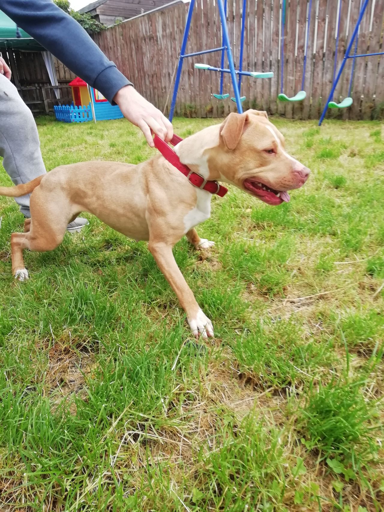 Photo of the dog