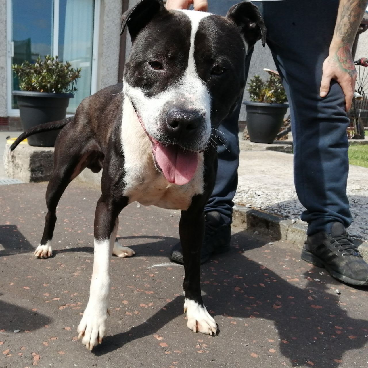 Photo of the dog