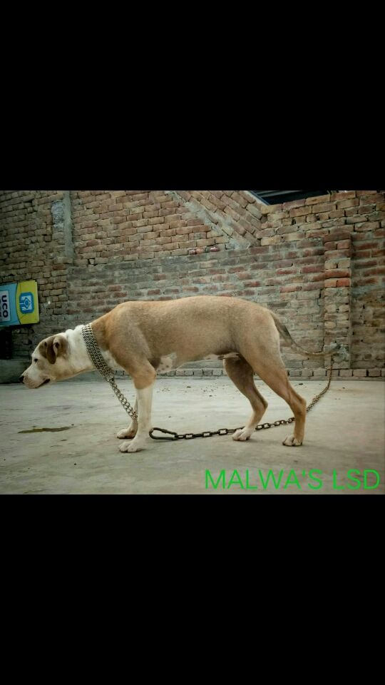 Photo of the dog