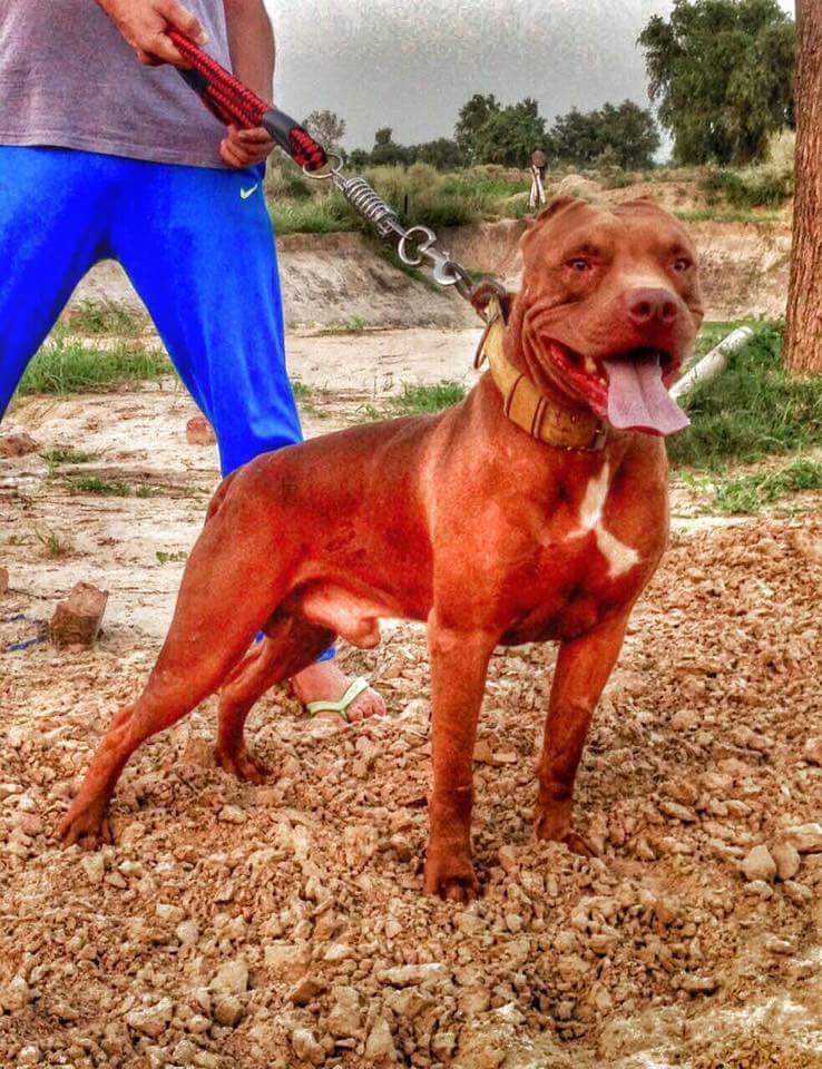 Photo of the dog