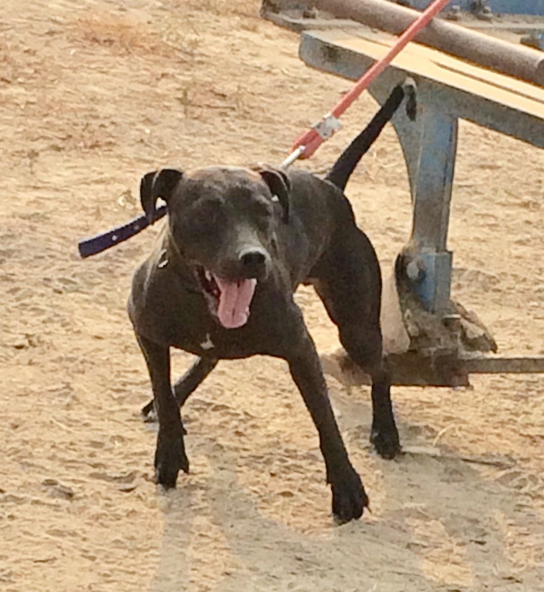 Photo of the dog