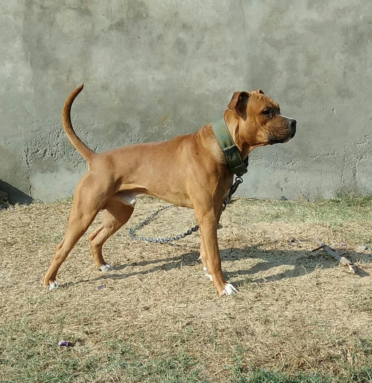 Photo of the dog