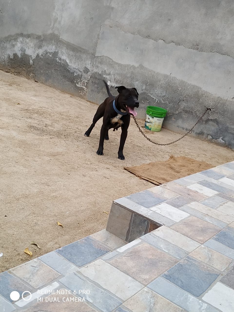 Photo of the dog