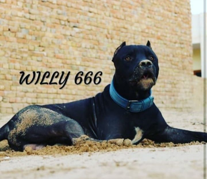 Photo of the dog