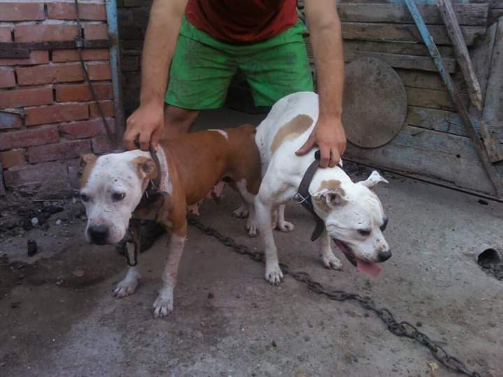 Photo of the dog