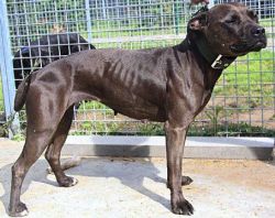 Photo of the dog