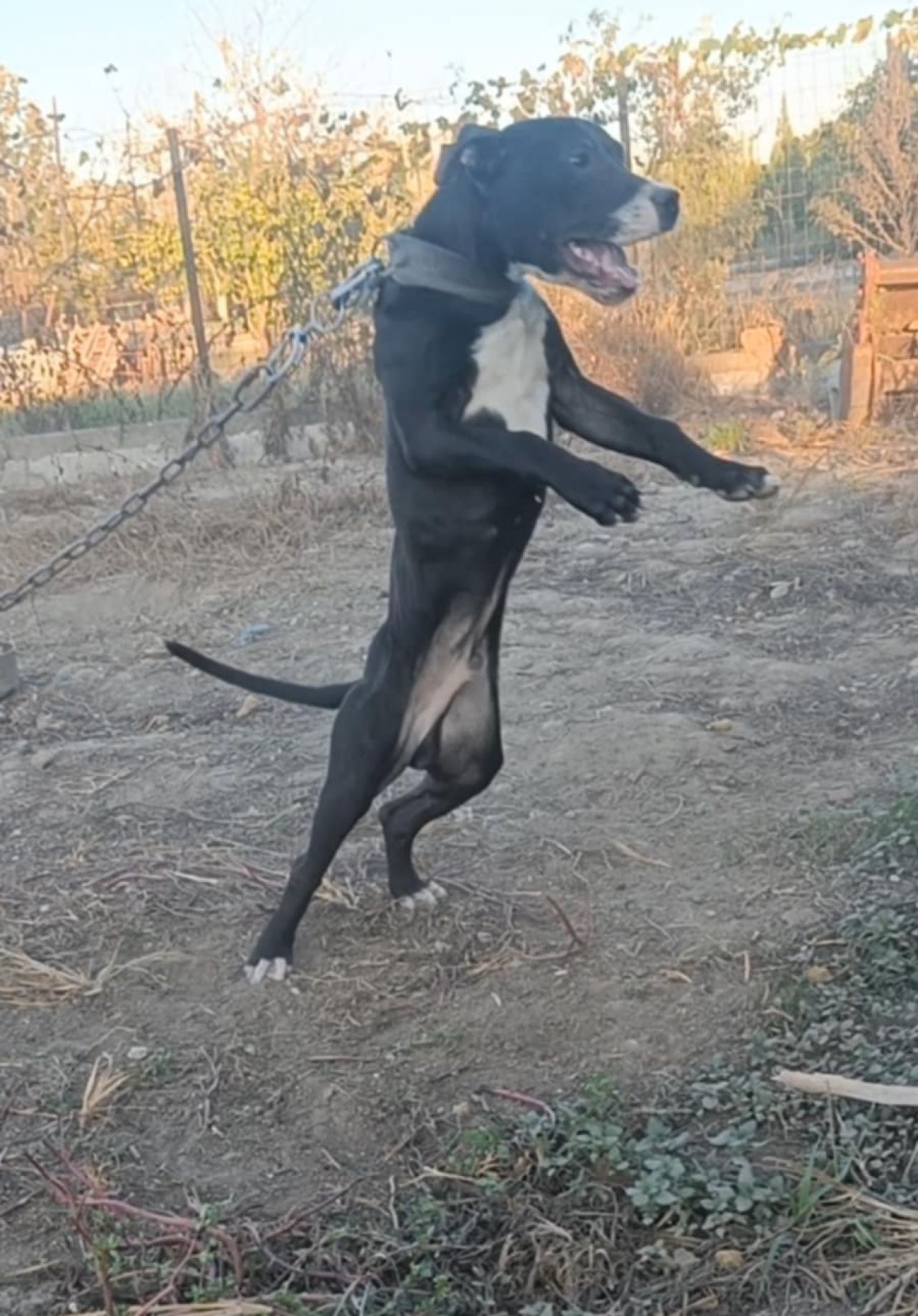 Photo of the dog