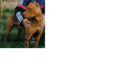 Photo of the dog