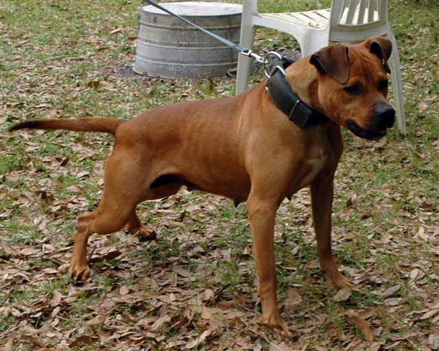 Photo of the dog
