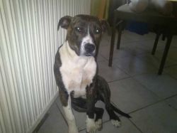 Photo of the dog