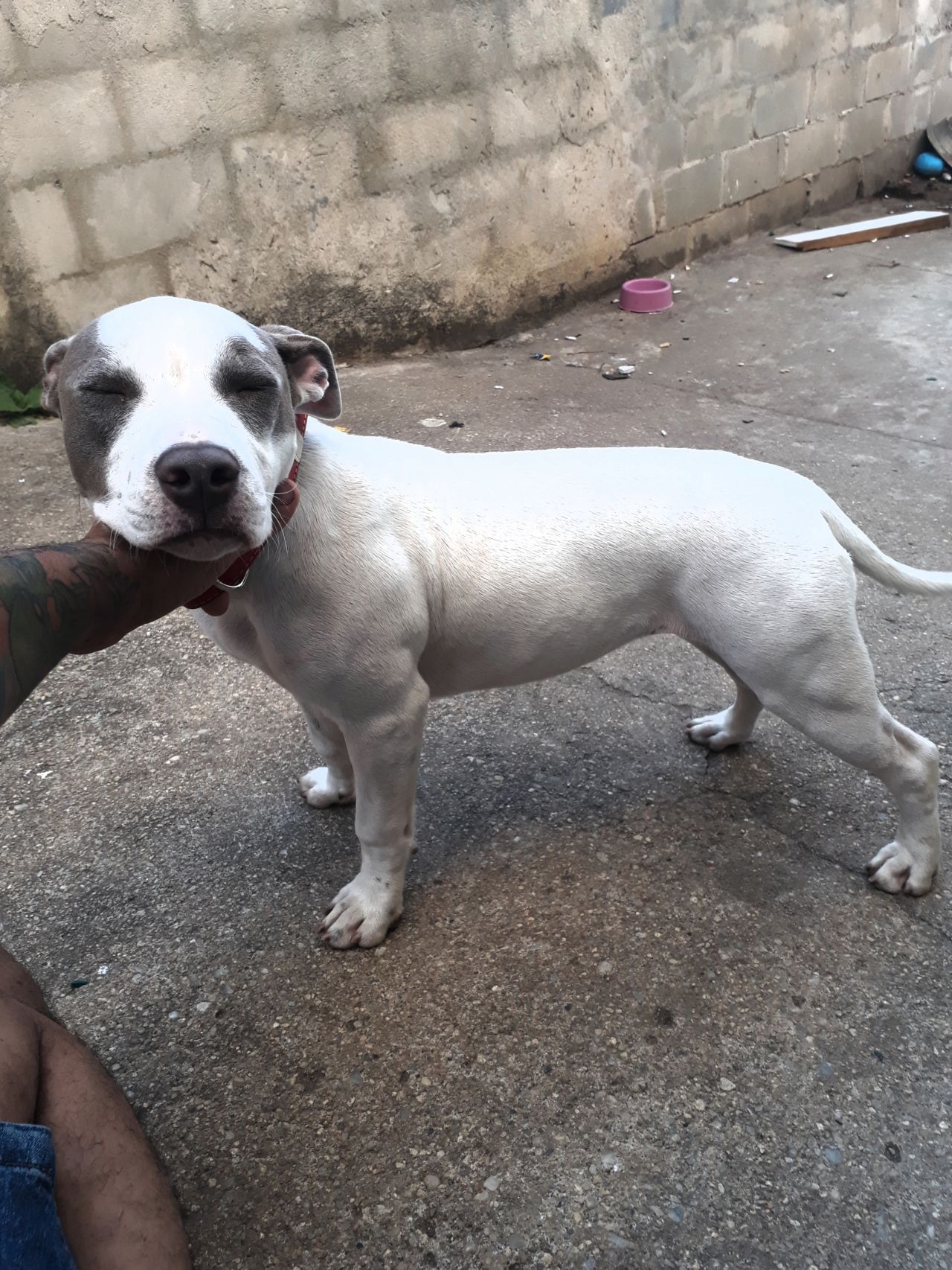 Photo of the dog