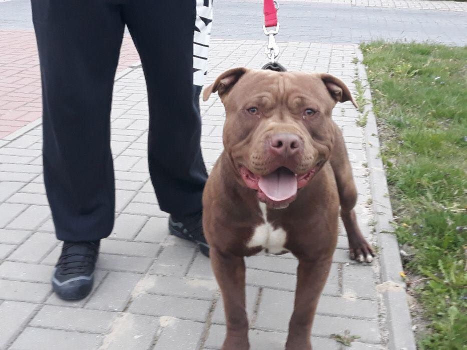 Photo of the dog