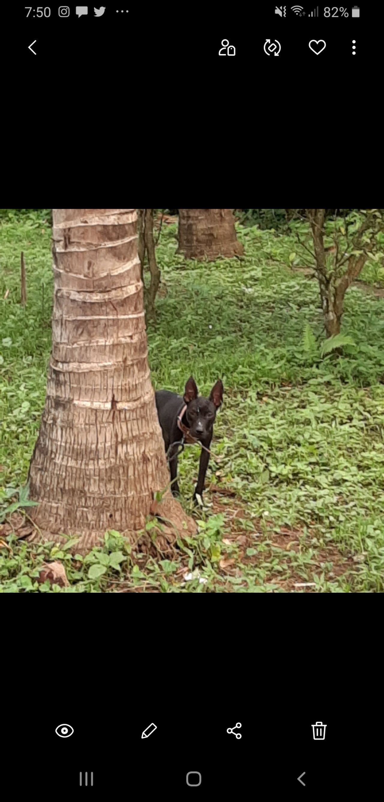 Photo of the dog