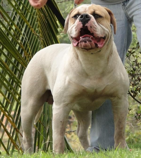 Photo of the dog