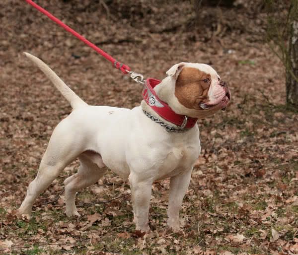 Photo of the dog