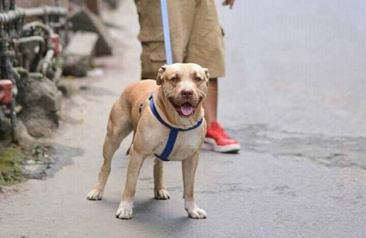 Photo of the dog