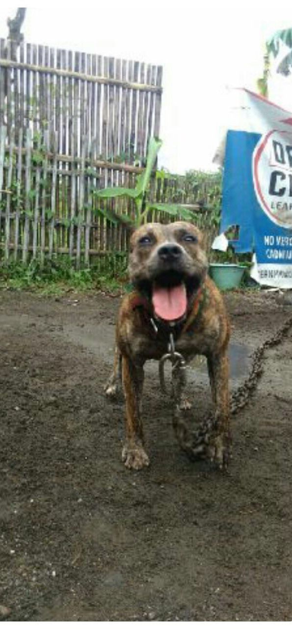 Photo of the dog
