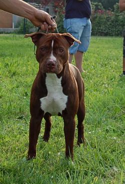 Photo of the dog