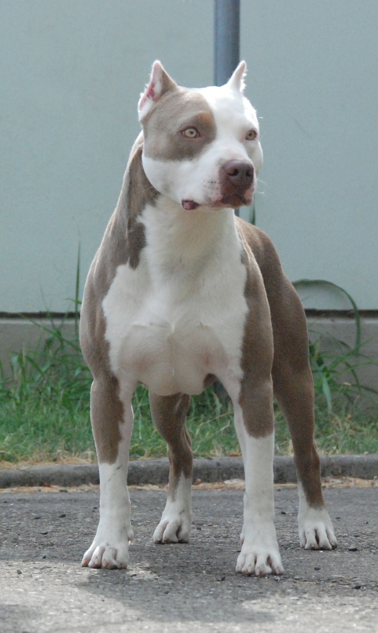 Photo of the dog