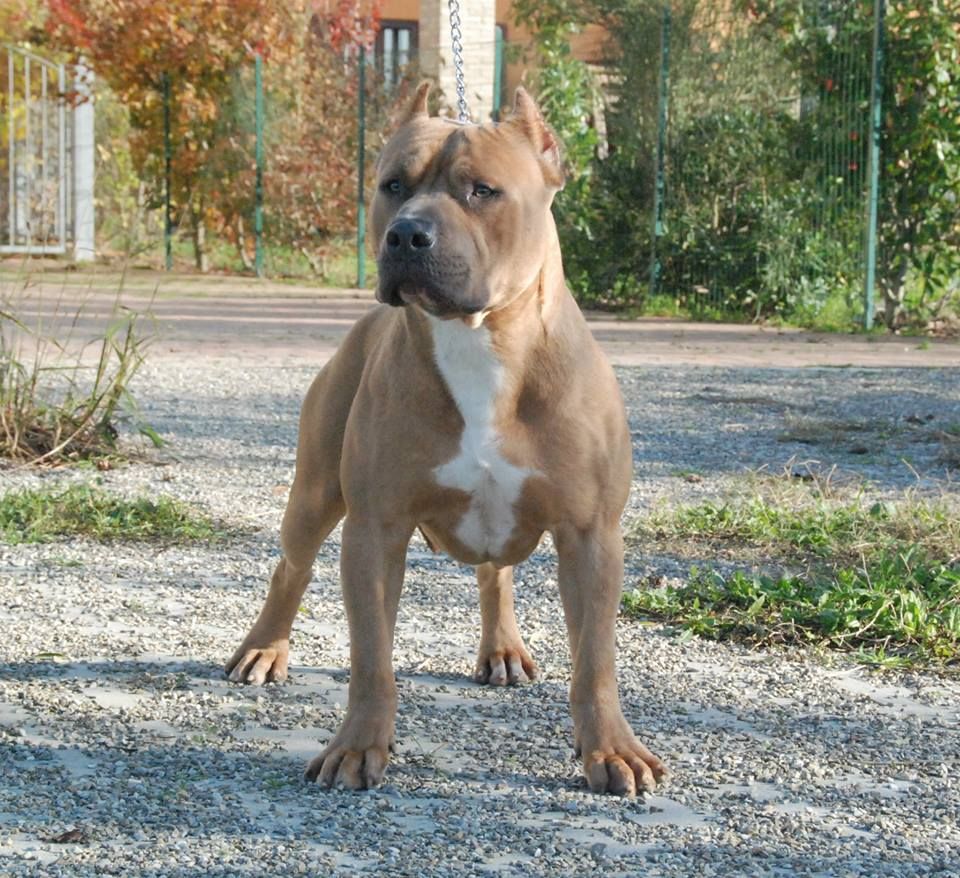 Photo of the dog